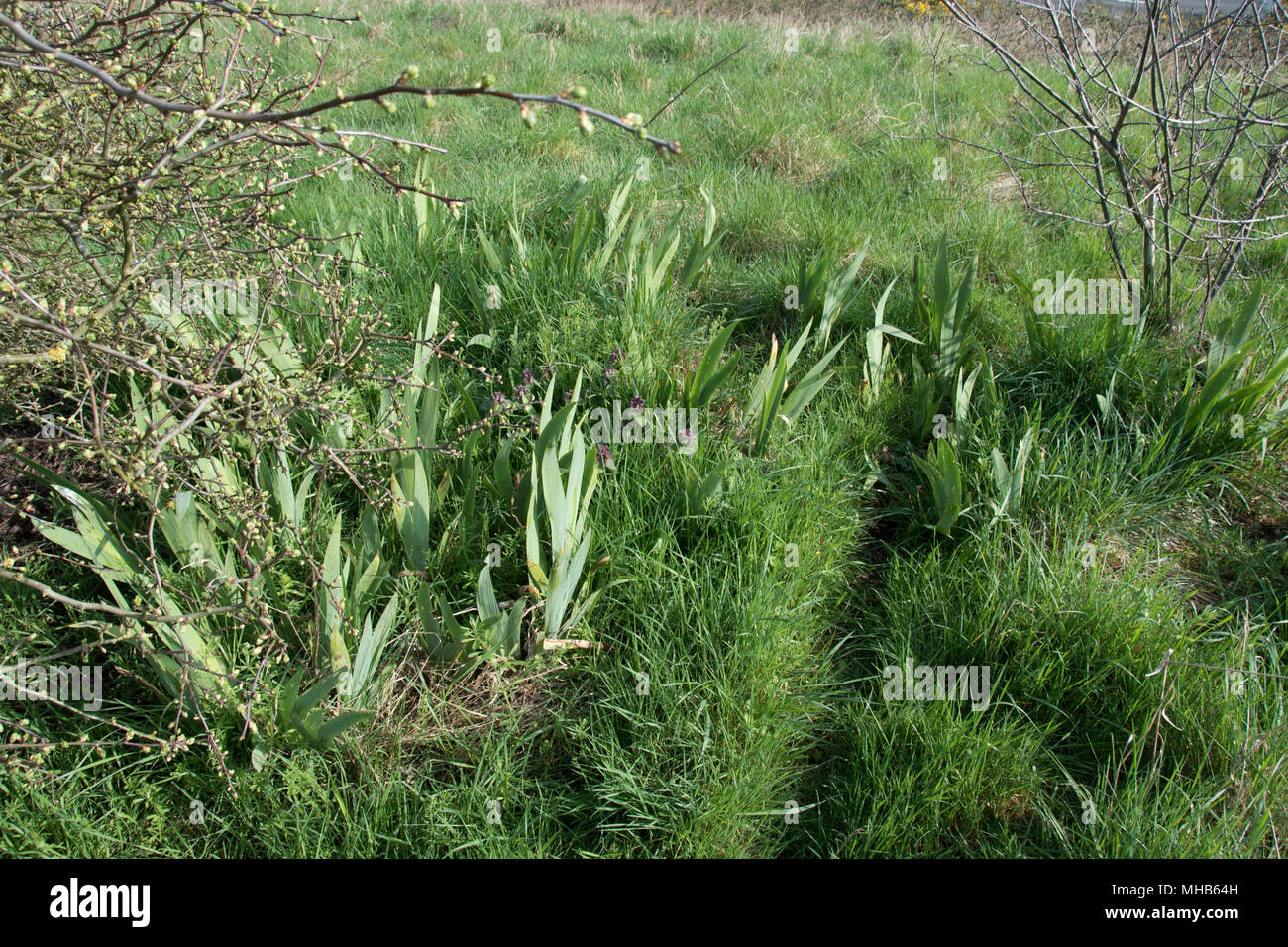 Vor der Blüte bärtigen Iris mit ihren Wurzelstöcke mit langem Gras versteckt. Stockfoto