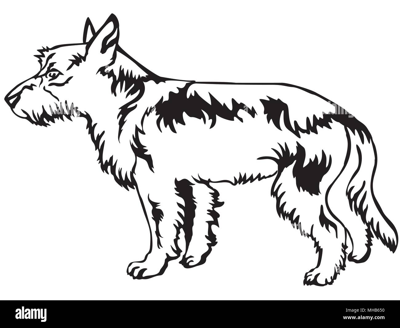 Dekorative Portrait von ständigen im Profil Kabel Mantel portugiesische Podengo, Vektor isoliert Abbildung in schwarz auf weißem Hintergrund Stock Vektor