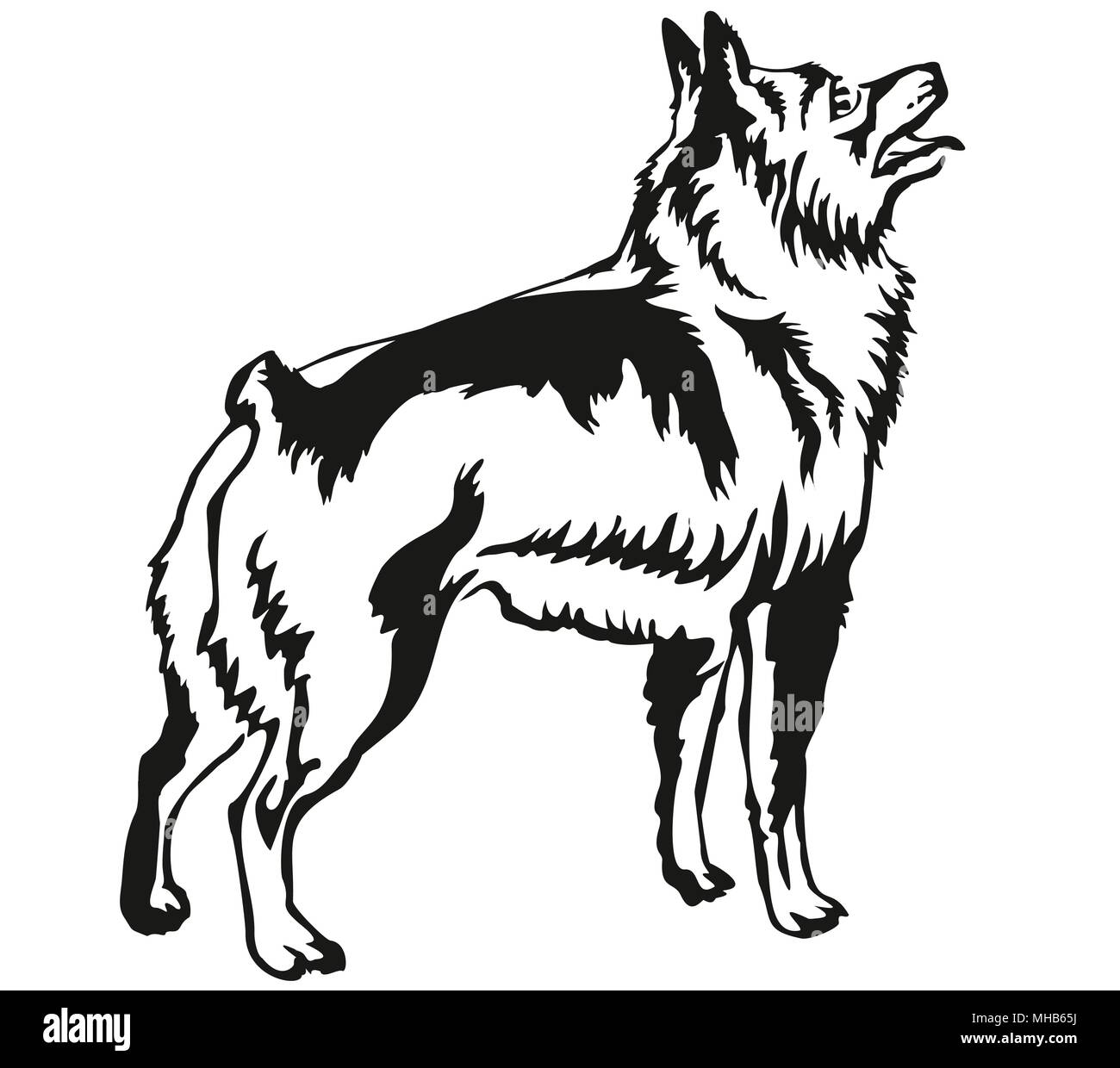 Dekorative Portrait von ständigen im Profil Schipperke, Vektor isoliert Abbildung in schwarz auf weißem Hintergrund Stock Vektor