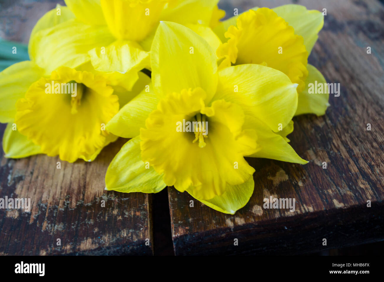 Gelb Frühling Tulpen auf weißem Holz- Hintergrund. Für Text platzieren. Stockfoto