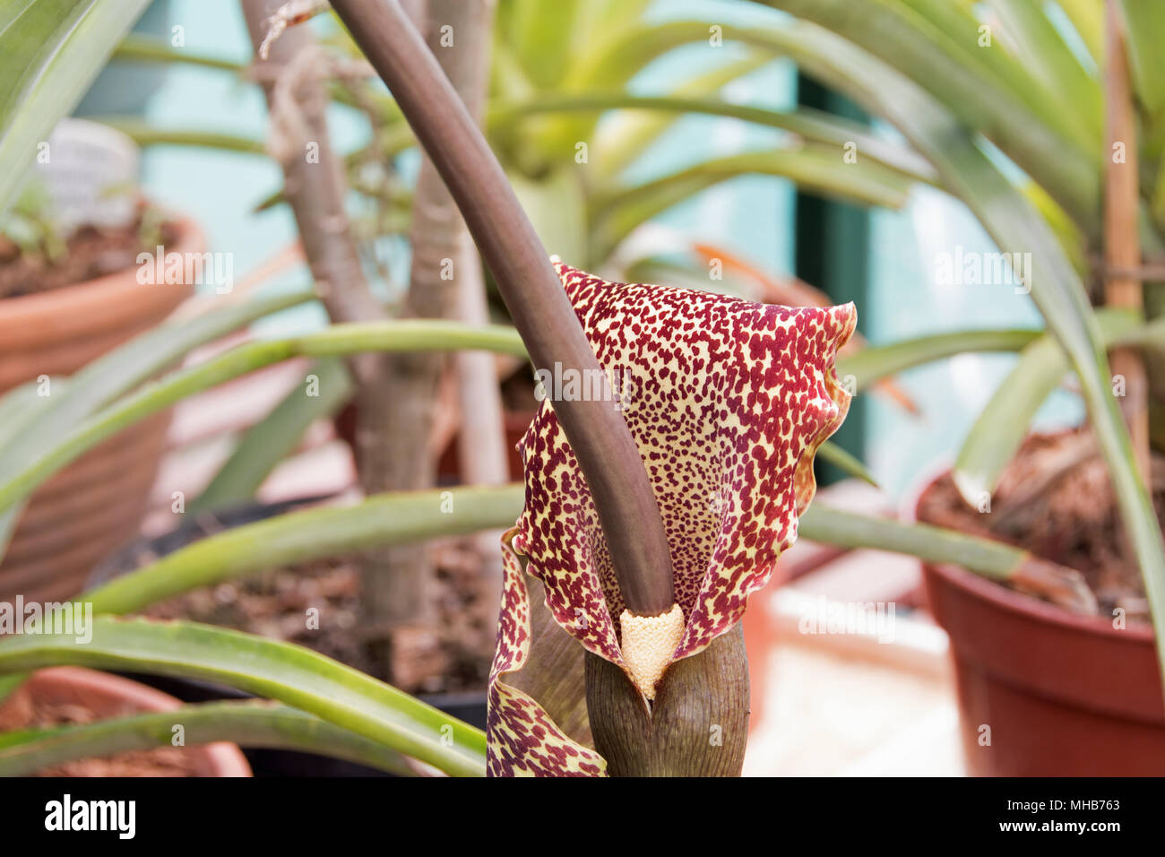Voodoo lily sauromatum venosum Fotos und Bildmaterial in hoher