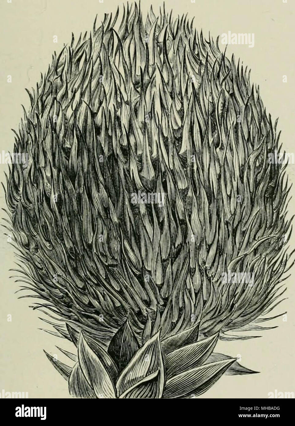 'Veitch Handbuch der coniferae: enthält eine allgemeine Überprüfung der Bestellung eine Synopse der Arten, die in Großbritannien kultiviert, ihre botanischen Geschichte, wirtschaftlichen Eigenschaften, den Ort und den Einsatz in der baumzucht, etc' (1900) Stockfoto