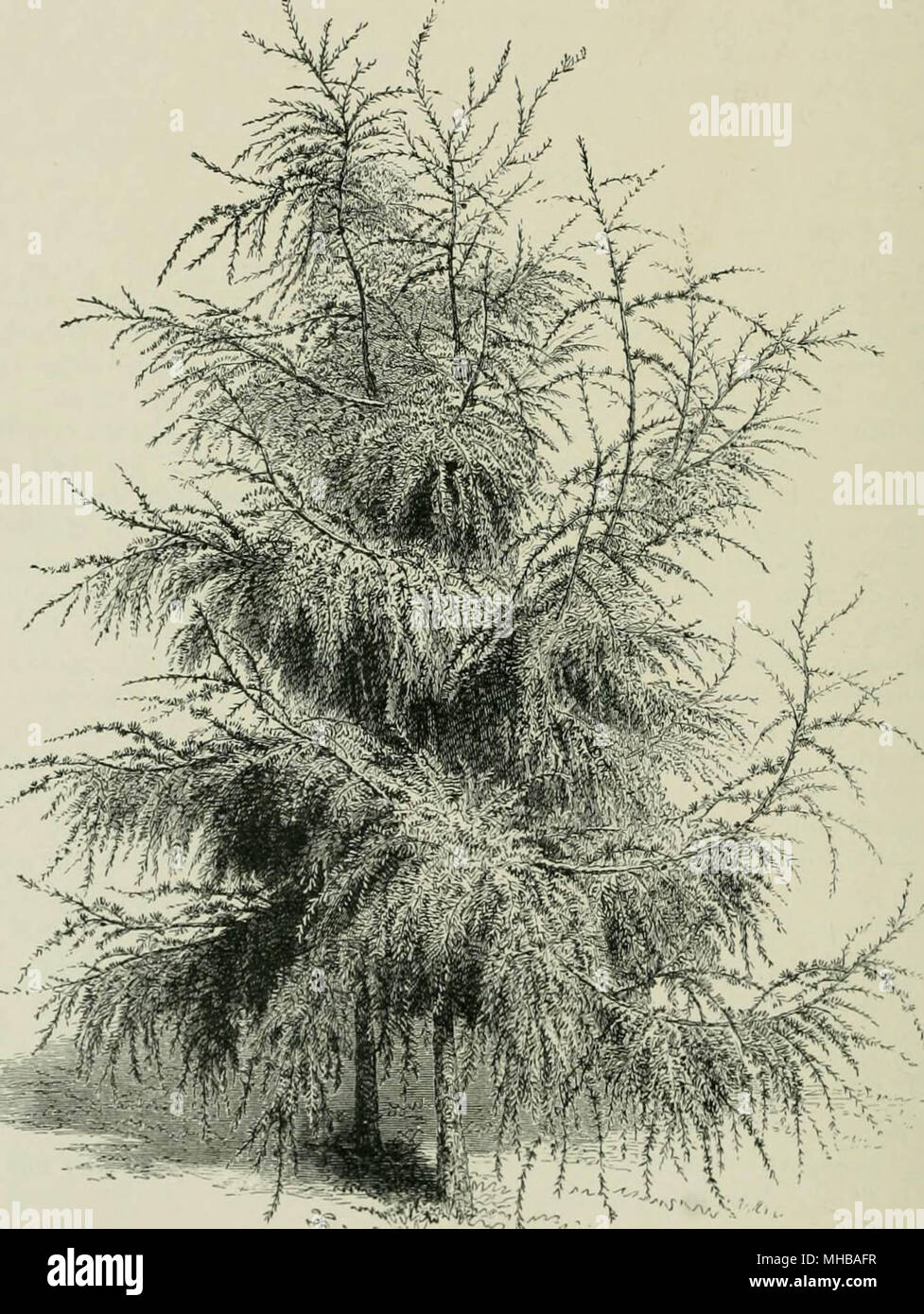'Veitch Handbuch der coniferae: enthält eine allgemeine Überprüfung der Bestellung eine Synopse der Arten, die in Großbritannien kultiviert, ihre botanischen Geschichte, wirtschaftlichen Eigenschaften, den Ort und den Einsatz in der baumzucht, etc' (1900) Stockfoto