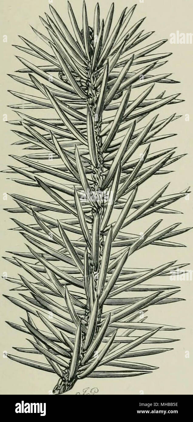 'Veitch Handbuch der coniferae: enthält eine allgemeine Überprüfung der Bestellung eine Synopse der Arten, die in Großbritannien kultiviert, ihre botanischen Geschichte, wirtschaftlichen Eigenschaften, den Ort und den Einsatz in der baumzucht, etc' (1900) Stockfoto