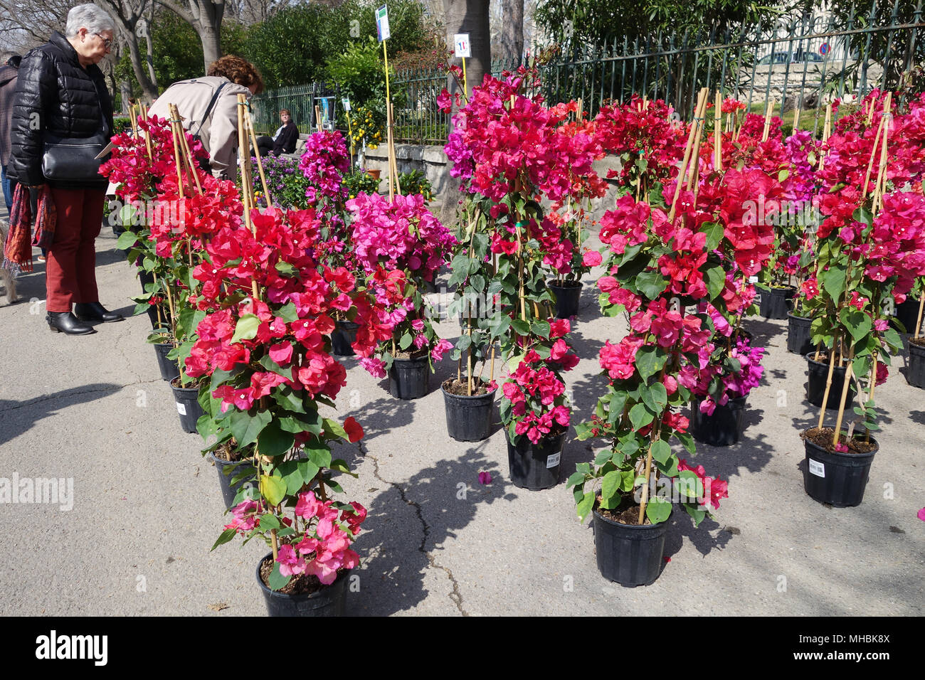 Bougainvillea für Verkauf an den Blumenmarkt in Arles Frankreich Stockfoto