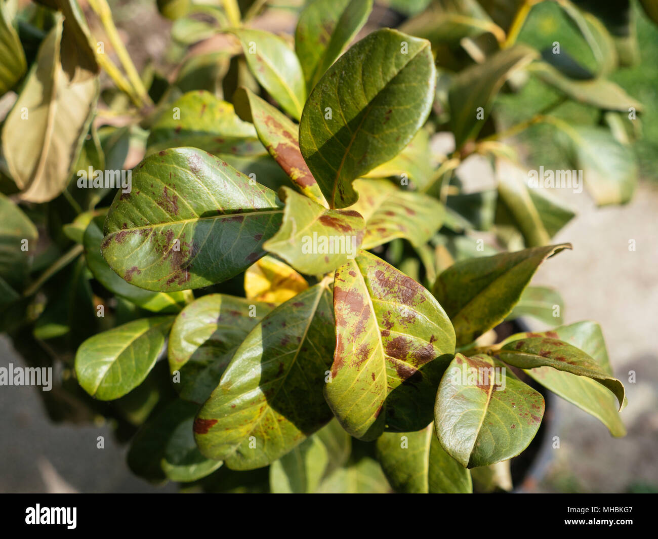 Frostschäden bei Cherry Laurel (Prunus laurocerasus) Blätter Stockfoto
