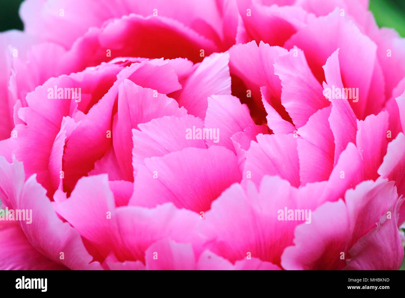 Großes helles Rosa Pfingstrose flowerhead hautnah. Üppige Blüten Textur. Stockfoto