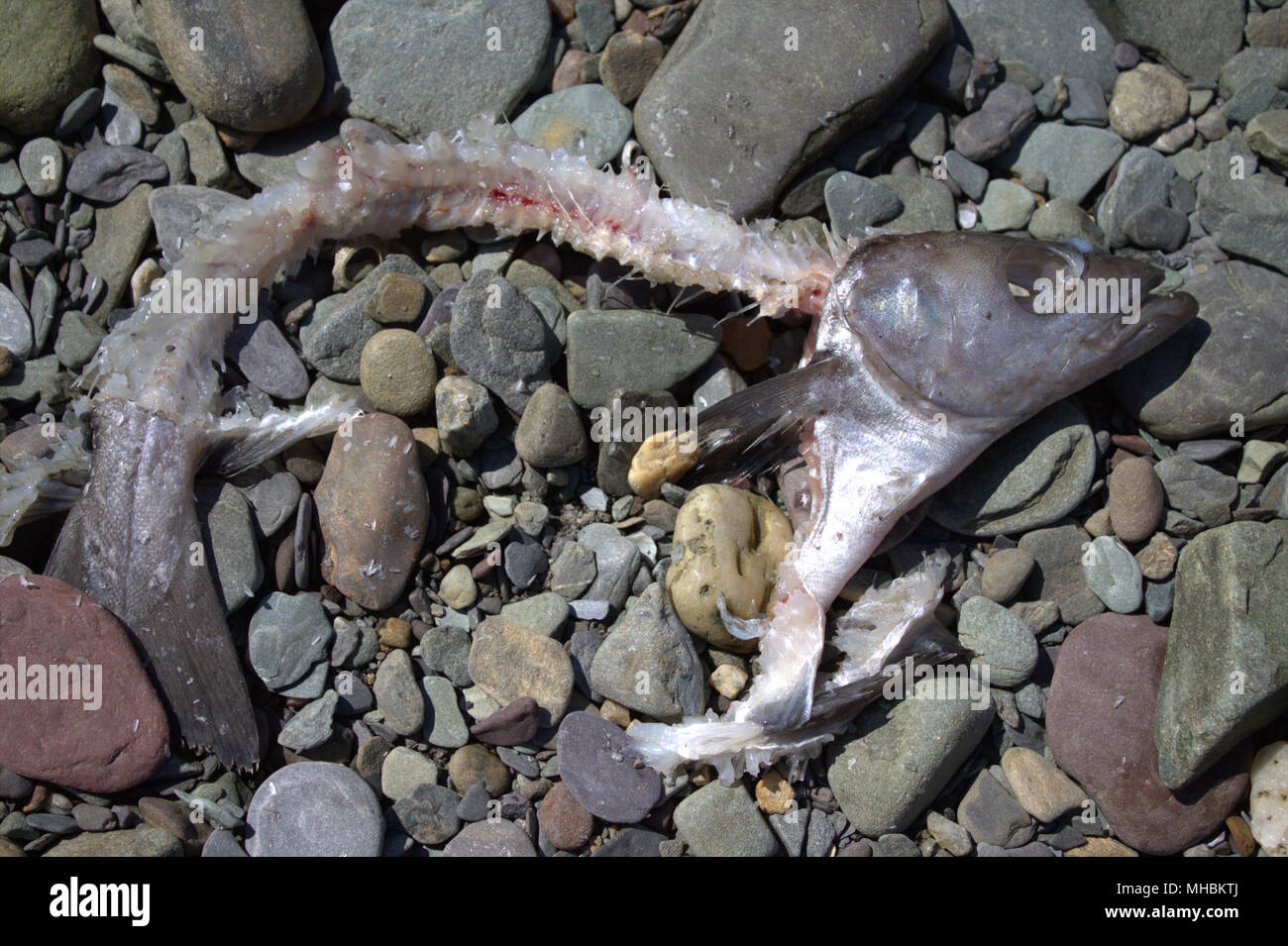 Verfallende verfaulten Fisch Skelett links am Strand nach Möwen hob es sauber war. Stockfoto