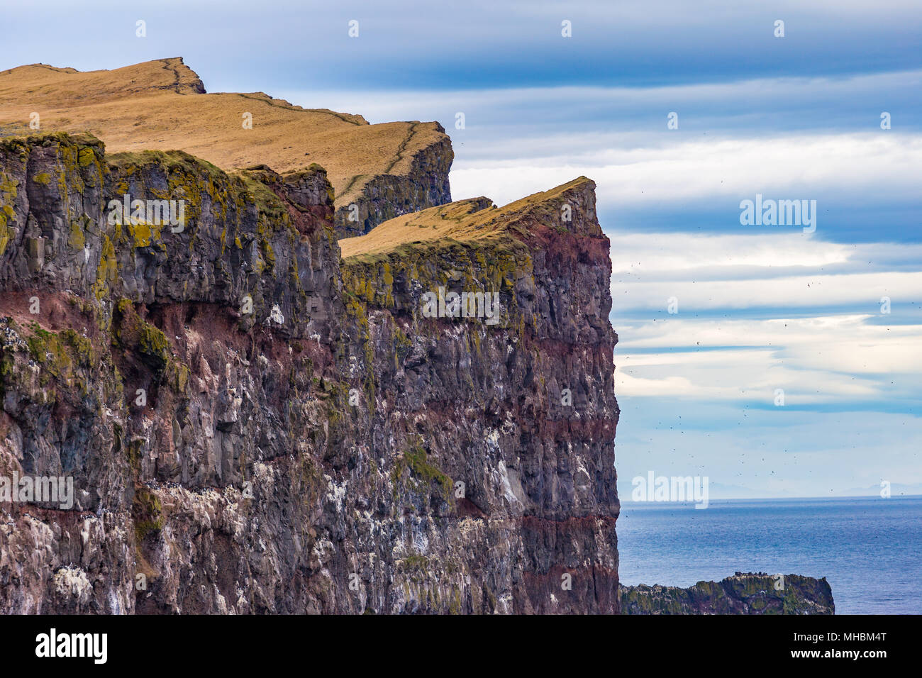 Latrabjarg Klippen in den Westfjorden, Island Stockfoto