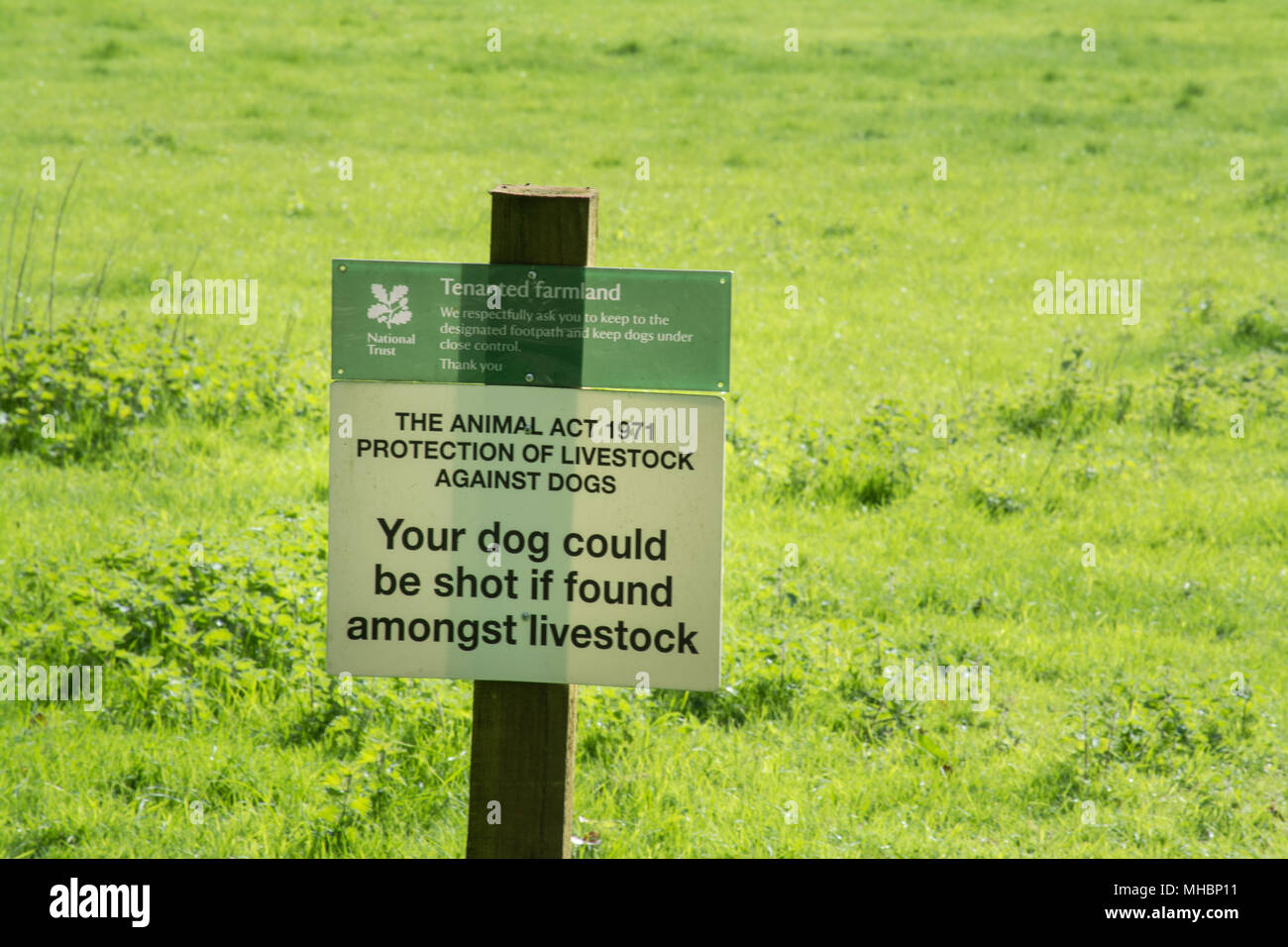 Zeichen im Feld unter Angabe der Tier Act 1971 Schutz von Tieren gegen Hunde - Der Hund könnte erschossen werden, wenn unter den Tieren gefunden Stockfoto