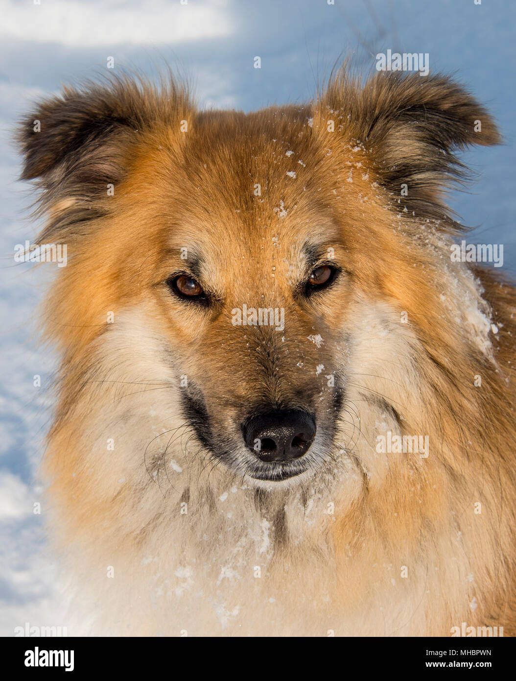 Islanddog (Canis Lupus Familiaris), Tier Portrait im Schnee, auch Isländischer Spitz, isländischen Schäfers, Island Stockfoto