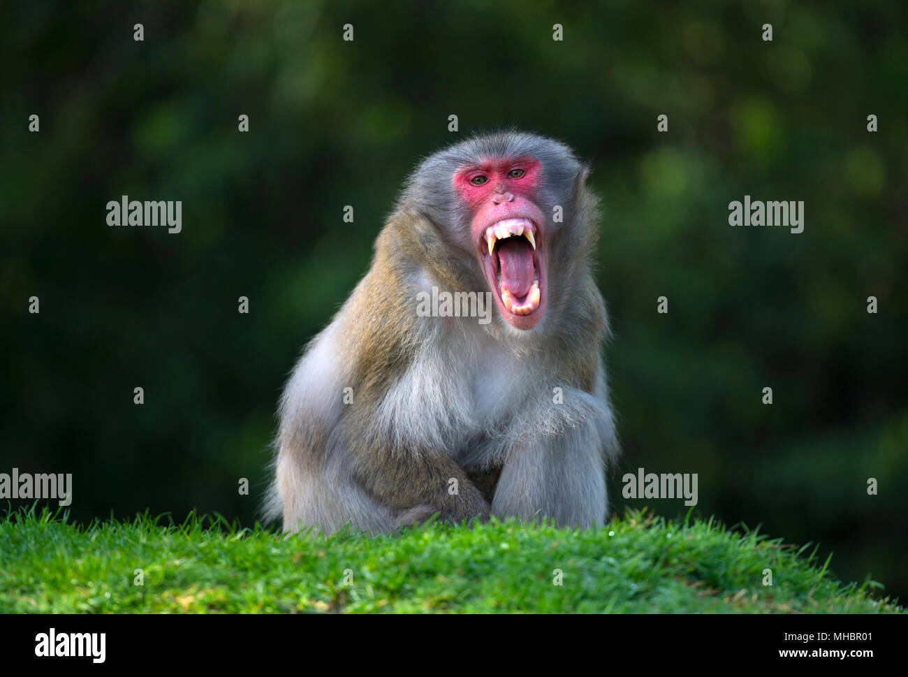 Japanischen Makaken (Macaca fuscata), drohende Geste, zeigt die Zähne, Captive Stockfoto