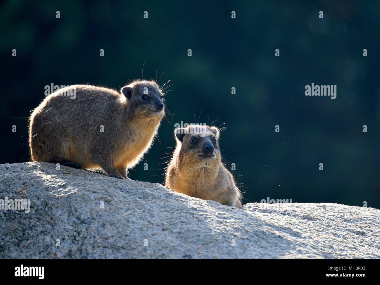 Kap hyrax (Procavia capensis), junge und alte Tier sitzen auf den Felsen vor Licht, Captive Stockfoto