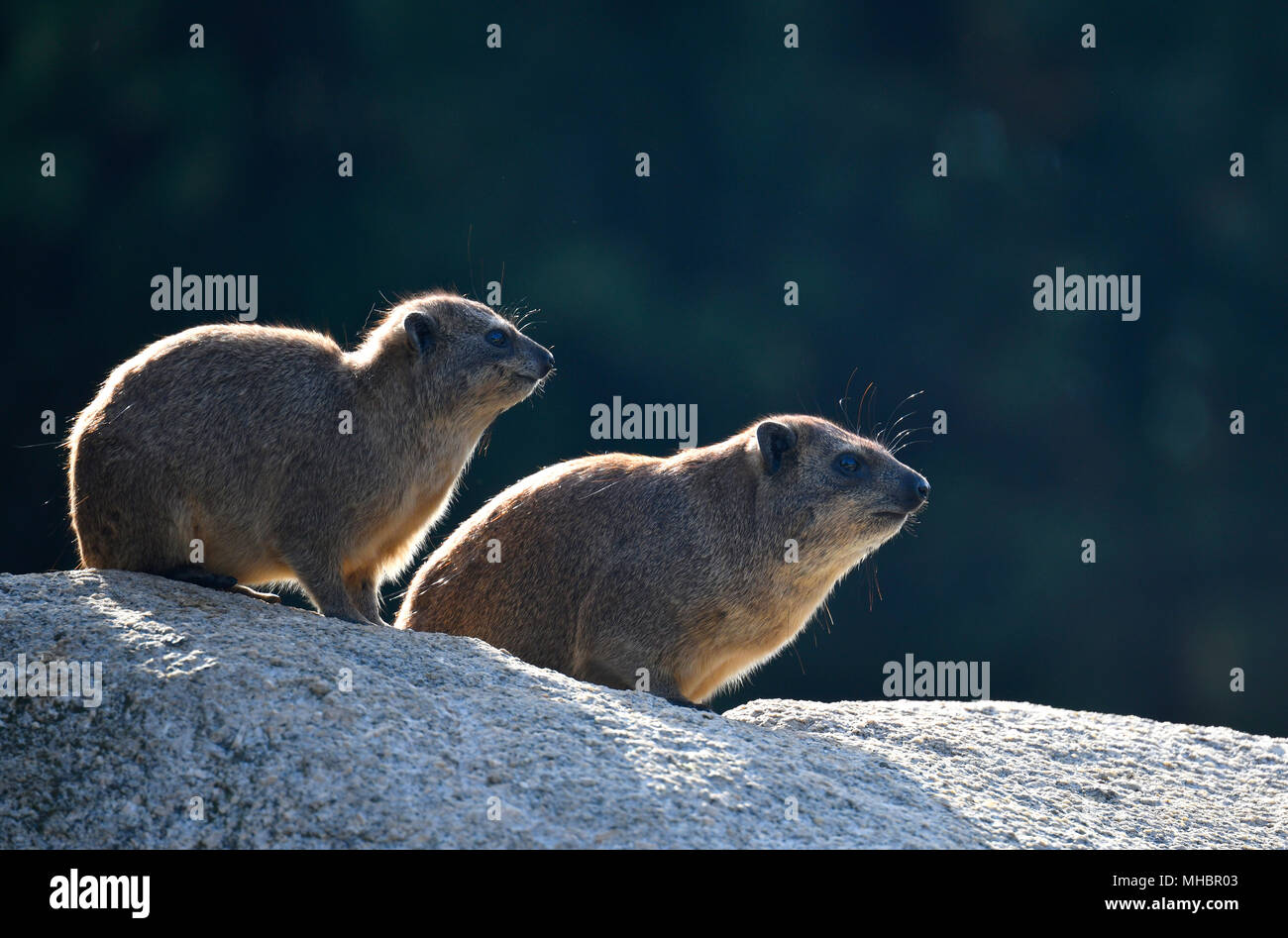 Kap hyrax (Procavia capensis), junge und alte Tier sitzen auf den Felsen vor Licht, Captive Stockfoto