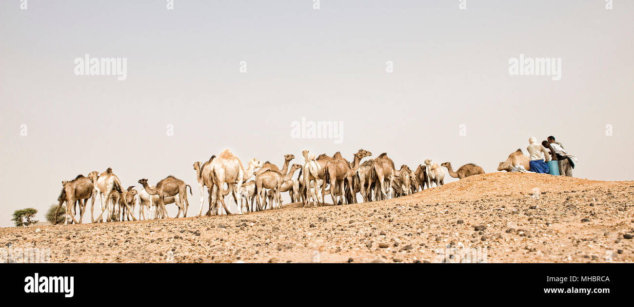 Kamele in der Wüste Stockfoto
