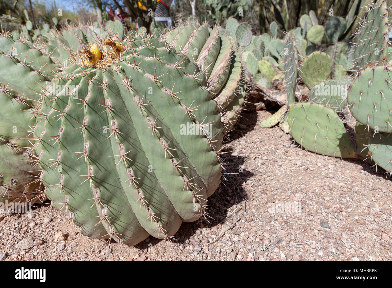 Ferocactus wislizeni Stockfoto