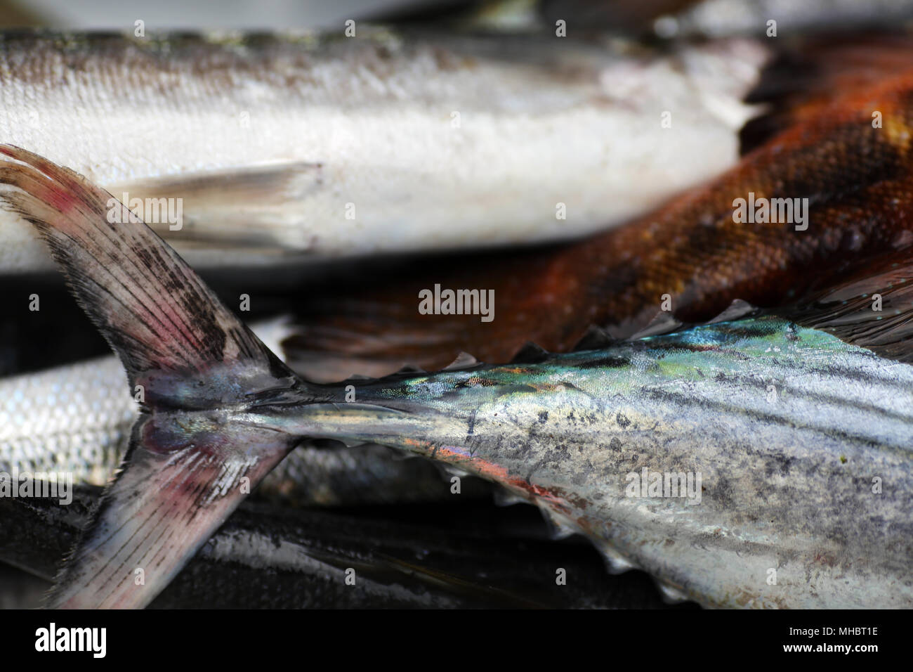 Frischer Fisch aus dem Atlantik auf der Insel São Miguel, Portugal. Stockfoto