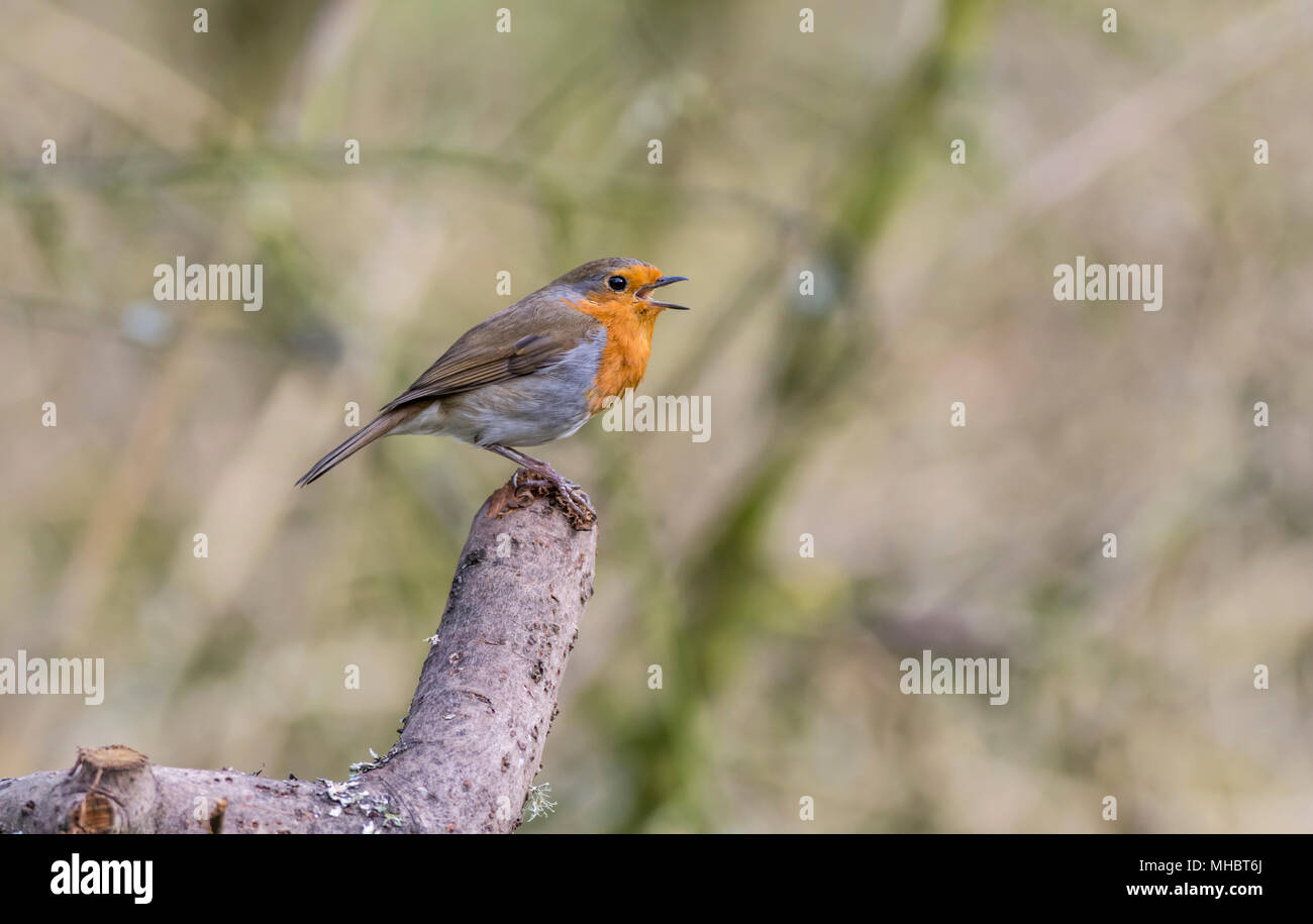 Robin (Erithacus Rubecula) singen auf einem Baumstumpf Stockfoto