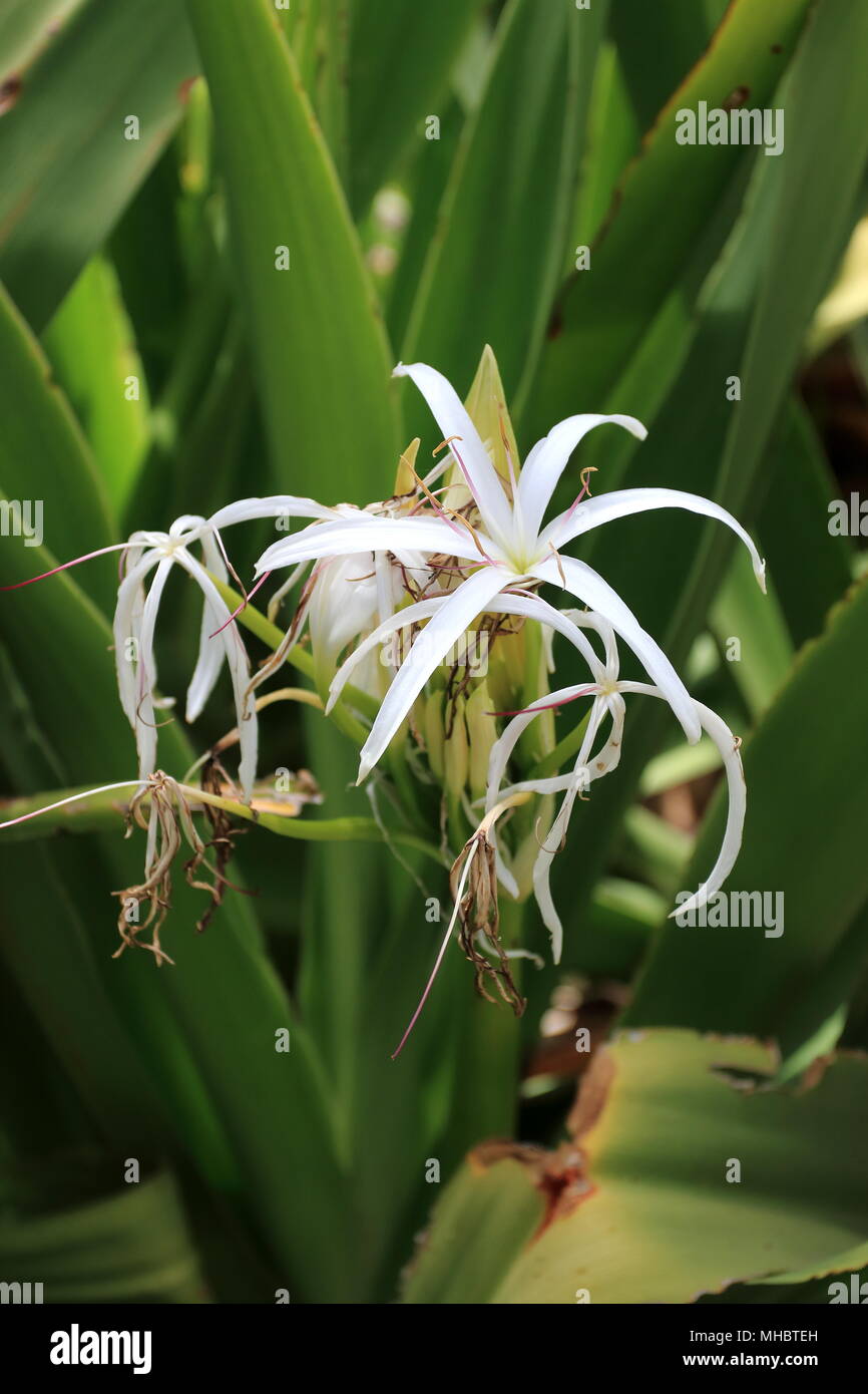 Crinum pedunculatum oder als Sumpf lily bekannt Stockfoto