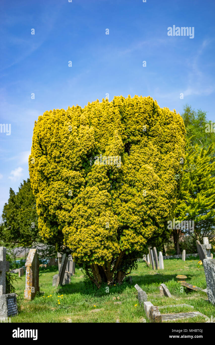 Gelbe Eibe in Ditchling Friedhof in East Sussex, England Stockfoto