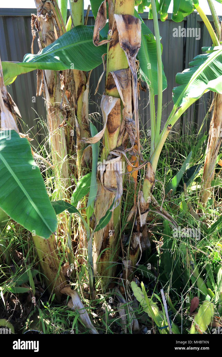 Banane-Saugnäpfe, die neben des reife Banane Baumes wachsen Stockfoto