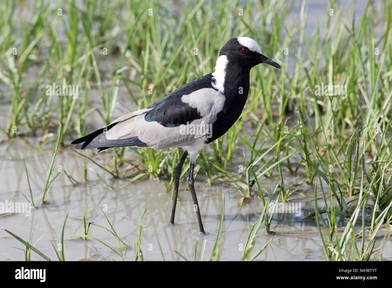 Schmied Kiebitz oder Plover (Vanellus armatus). Okavango, Botswana. Ost- und Zentralafrika. Stockfoto