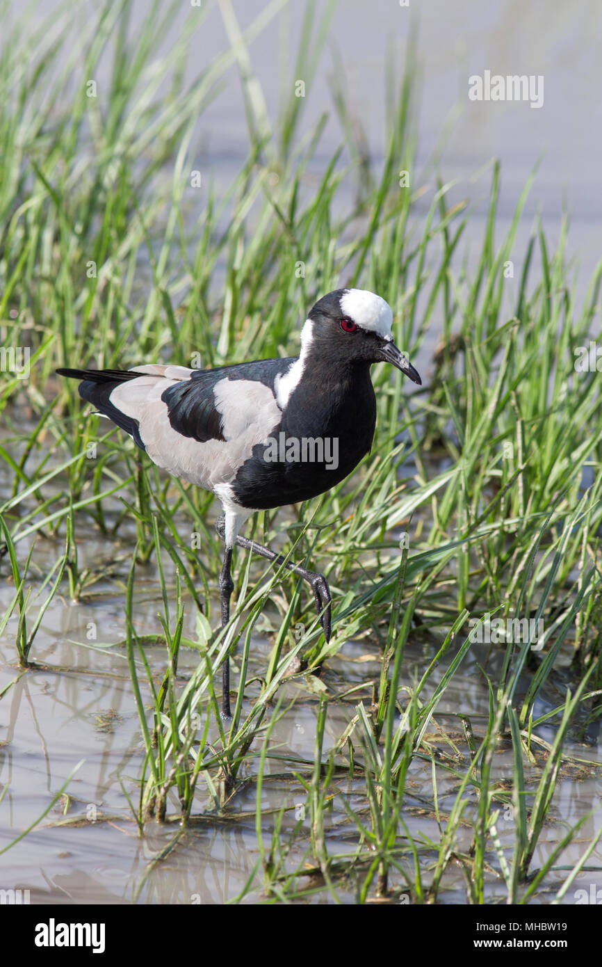 Schmied Kiebitz oder Plover (Vanellus armatus). Okavango Delta, Botswana. Ost- und Zentralafrika. Stockfoto
