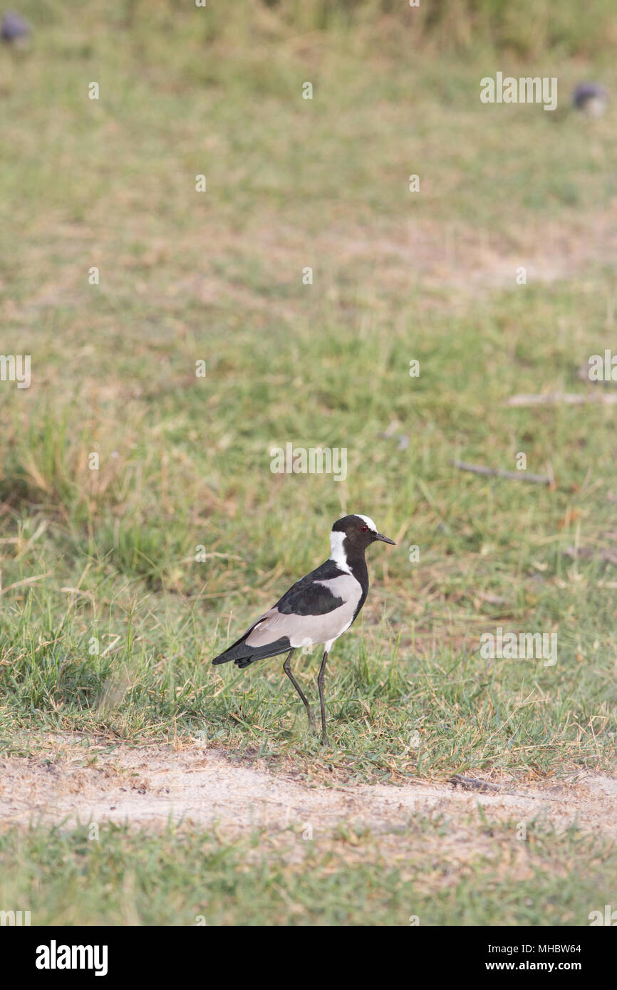 Schmied Kiebitz oder Plover (Vanellus armatus). Okavango, Botswana. Ost- und Zentralafrika. Stockfoto