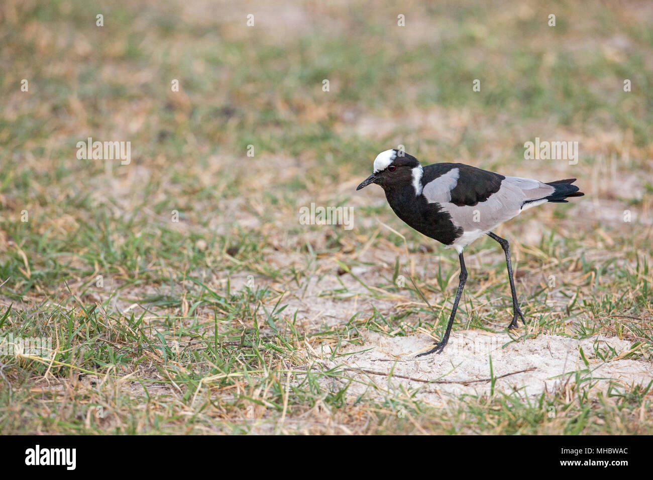 Schmied Kiebitz oder Plover (Vanellus armatus). Okavango, Botswana. Ost- und Zentralafrika. Stockfoto