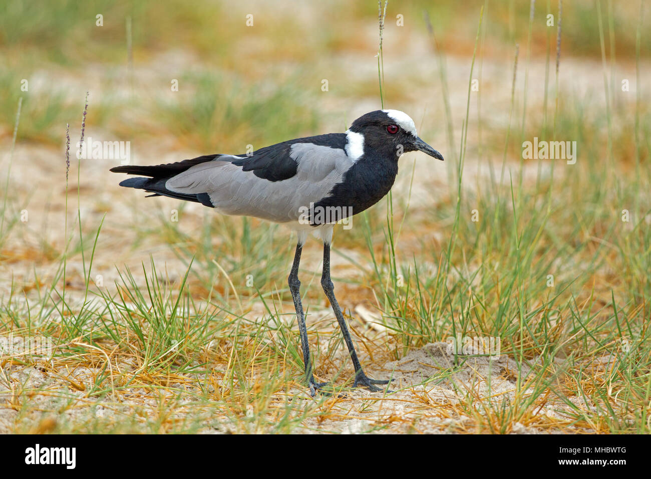 Schmied Kiebitz oder Plover (Vanellus armatus). Okavango, Botswana. Ost- und Zentralafrika. Stockfoto
