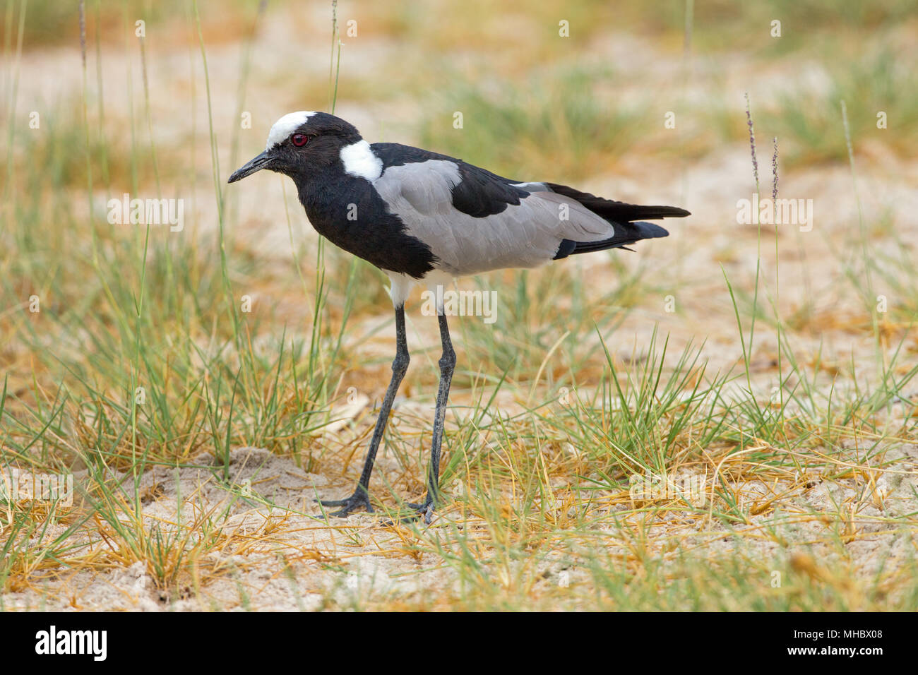 Schmied Kiebitz oder Plover (Vanellus armatus). Okavango, Botswana. Ost- und Zentralafrika. Stockfoto