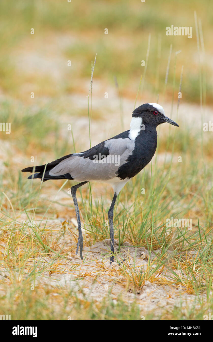 Schmied Kiebitz oder Plover (Vanellus armatus). Okavango, Botswana. Ost- und Zentralafrika. Stockfoto
