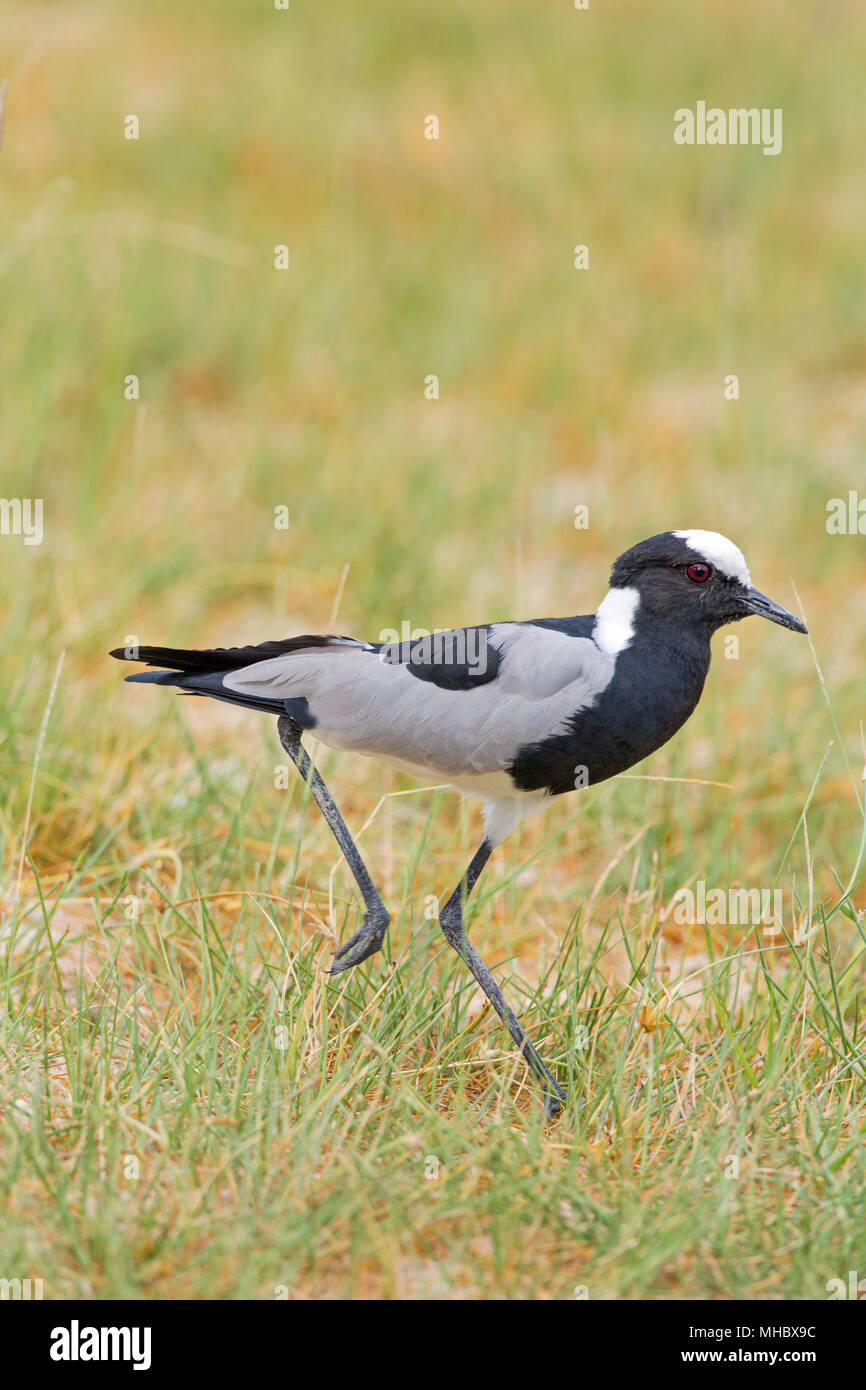 Schmied Kiebitz oder Plover (Vanellus armatus). Okavango, Botswana. Ost- und Zentralafrika. Stockfoto