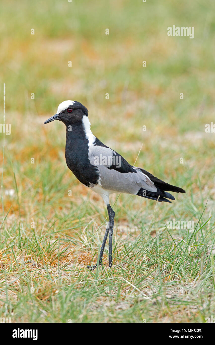 Schmied Kiebitz oder Plover (Vanellus armatus). Okavango, Botswana. Ost- und Zentralafrika. Stockfoto