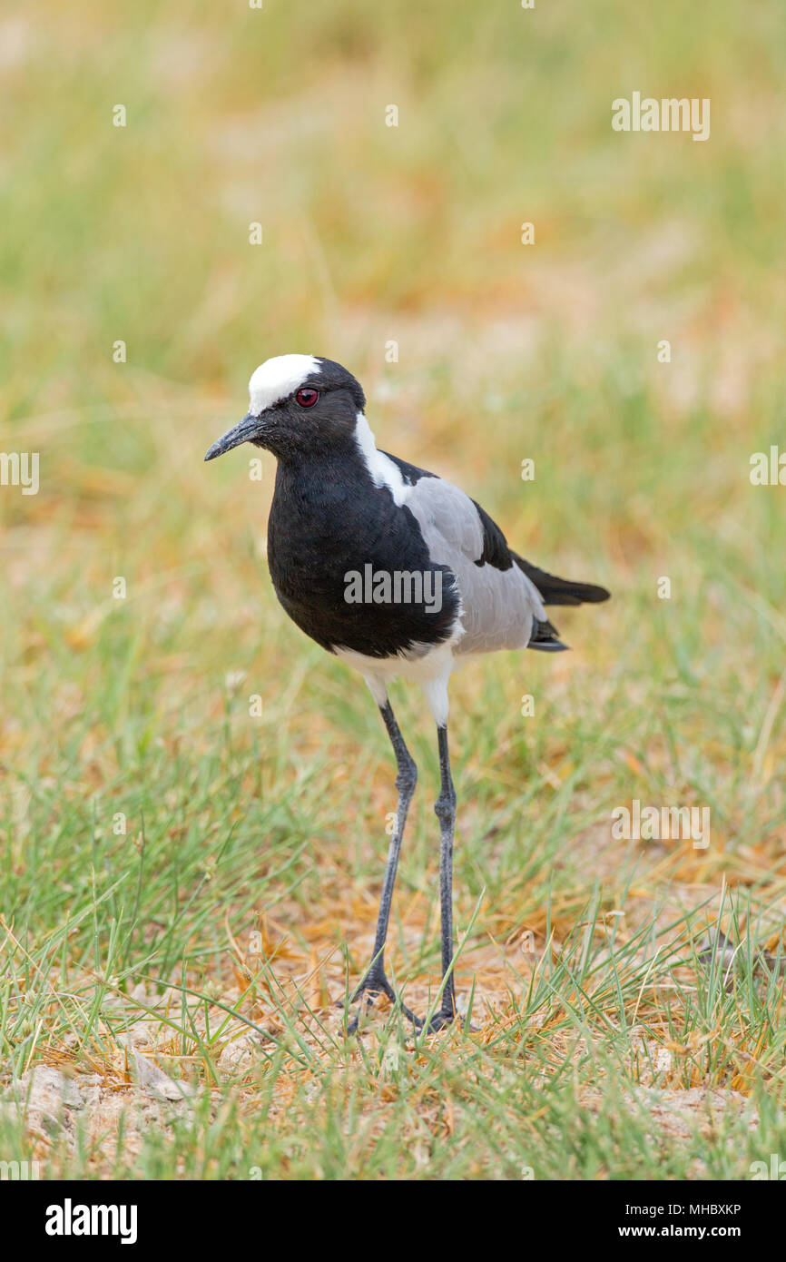 Schmied Kiebitz oder Plover (Vanellus armatus). Okavango, Botswana. Ost- und Zentralafrika. Stockfoto