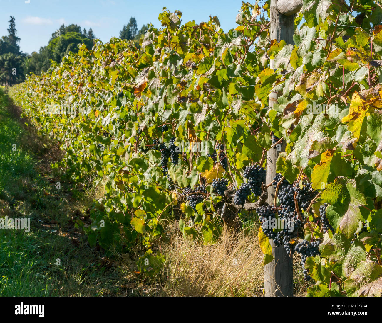 Pfad zwischen den Reihen von Reifen Weinreben, Santa Cruz Wein Region, Colchagua Valley, Chile, Südamerika Stockfoto