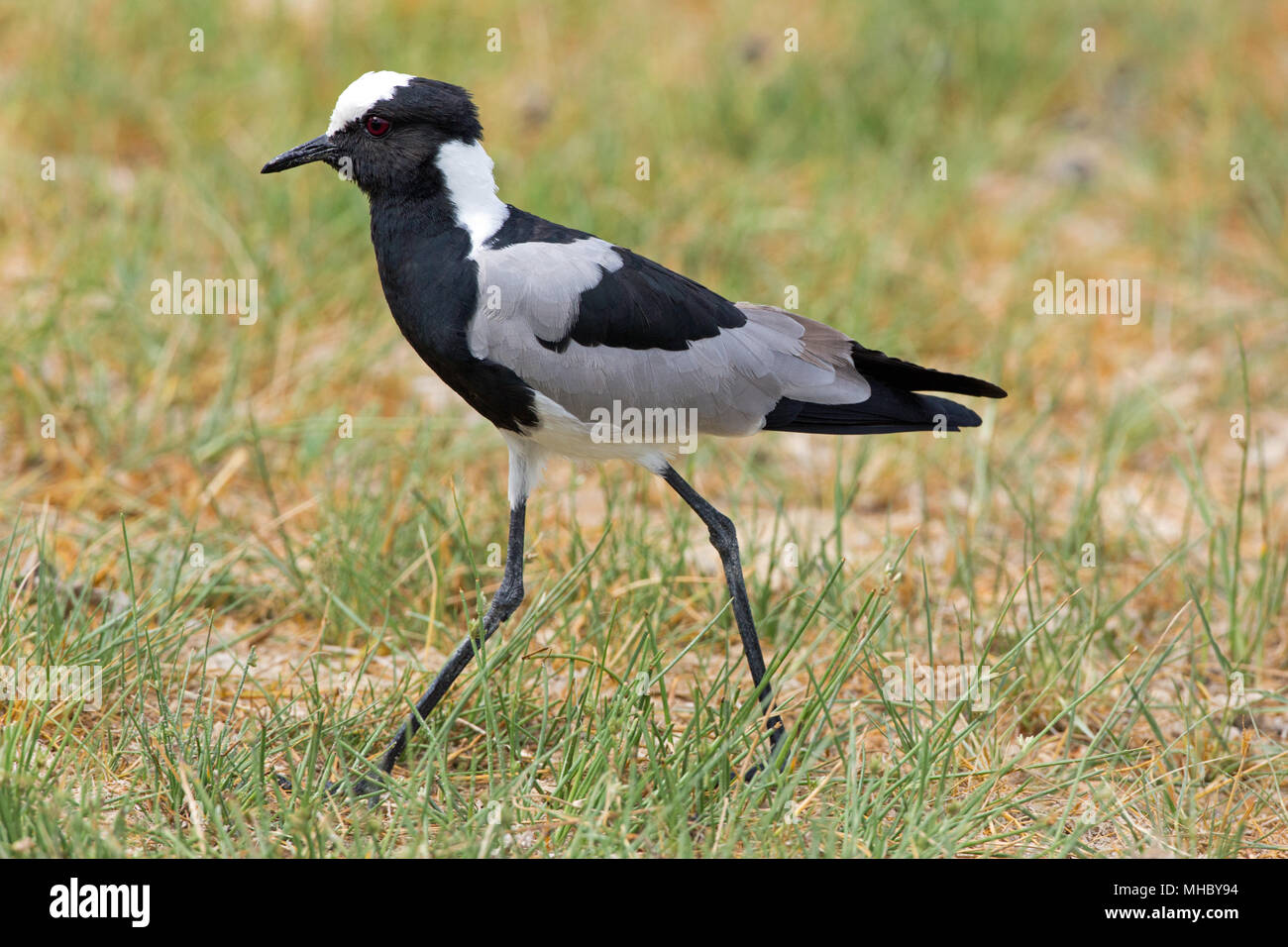 Schmied Kiebitz oder Plover (Vanellus armatus). Okavango, Botswana. Ost- und Zentralafrika. Stockfoto