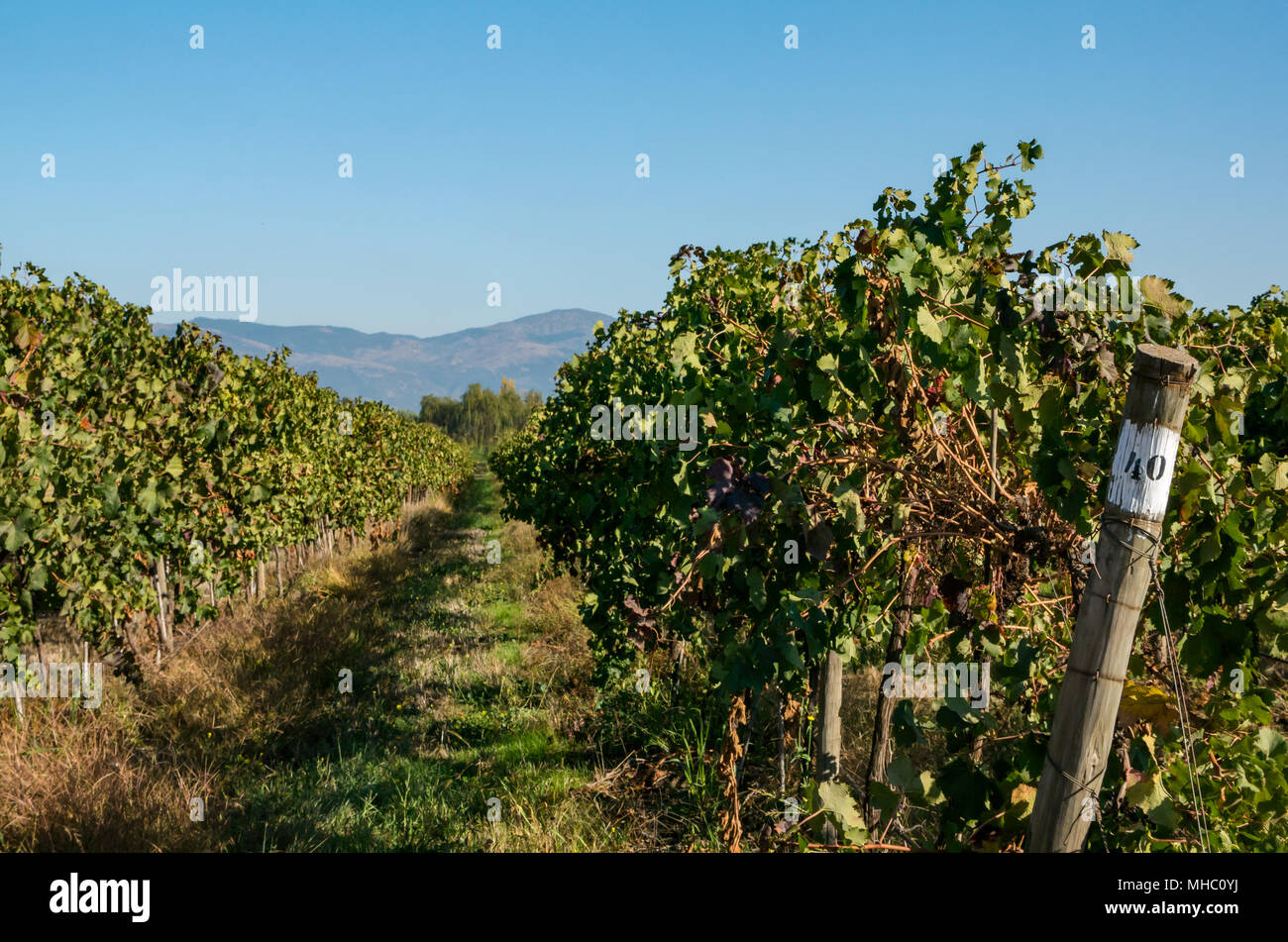 Pfad zwischen den Linien von Reifen Weinreben, Santa Cruz Wein Region, Colchagua Valley, Chile, Südamerika Stockfoto