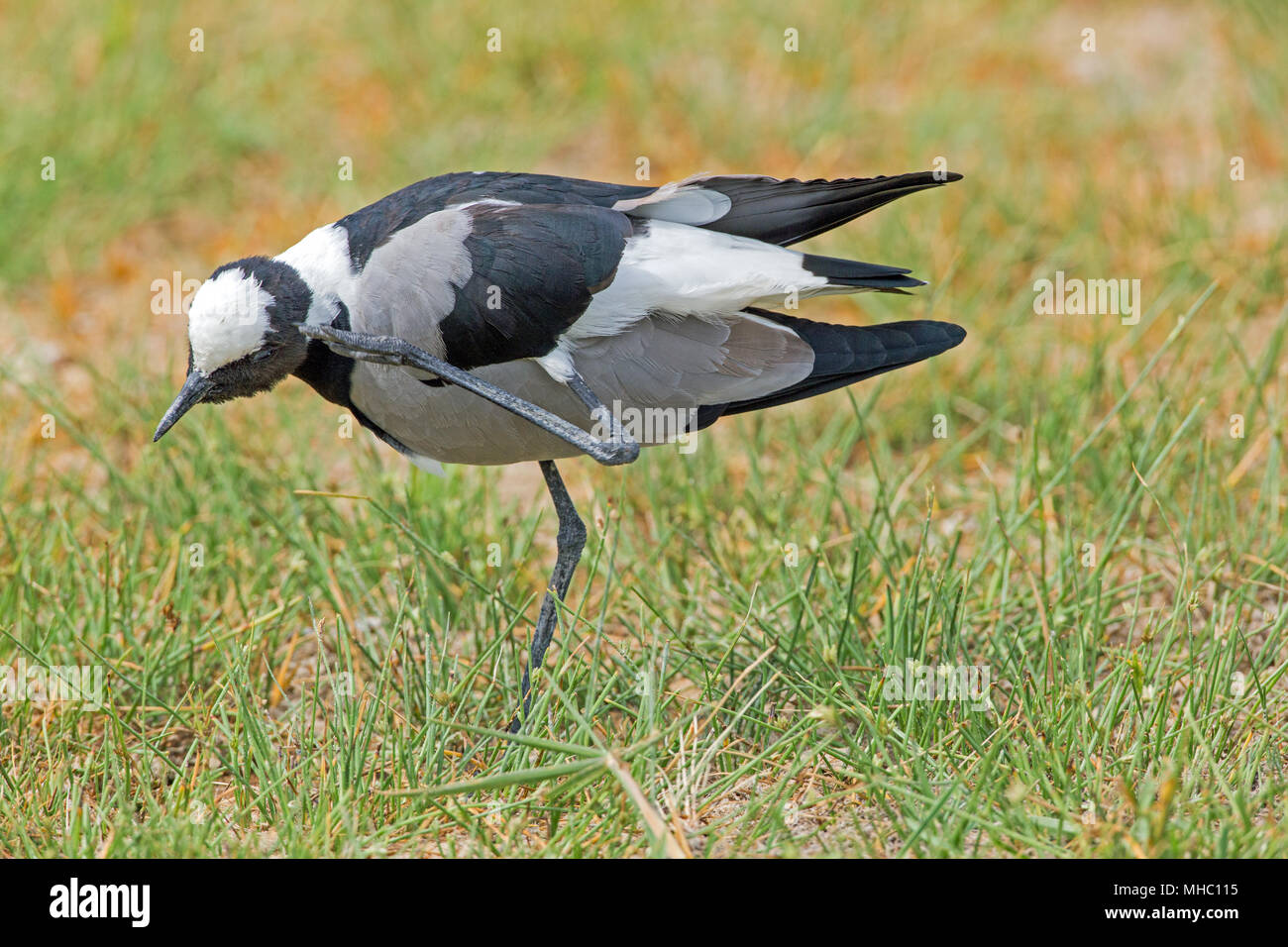 Schmied Kiebitz oder Plover (Vanellus armatus). Kratzen Kopf mit dem linken Bein und Fuß. Beachten Sie, wie Bein wird zwischen den oberen und unteren Abschnitten der Stockfoto