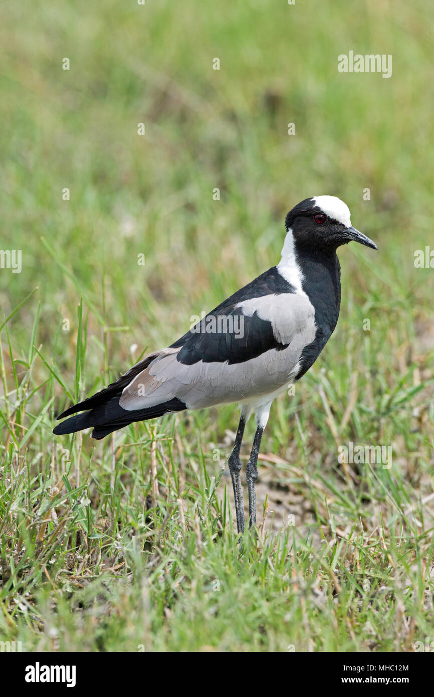 Schmied Kiebitz oder Plover (Vanellus armatus). Okavango, Botswana. Ost- und Zentralafrika. Stockfoto