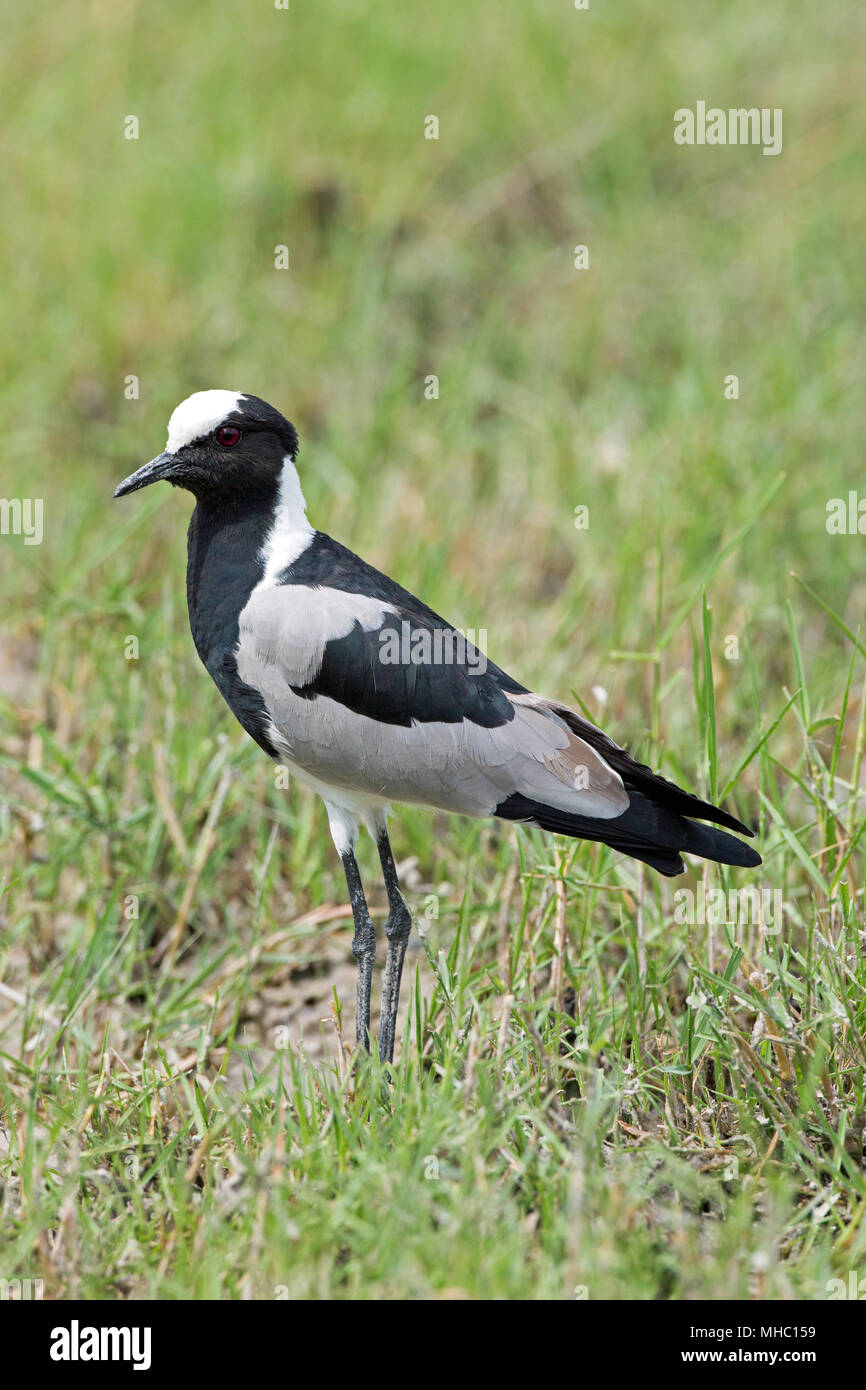 Schmied Kiebitz oder Plover (Vanellus armatus). Okavango, Botswana. Ost- und Zentralafrika. Stockfoto