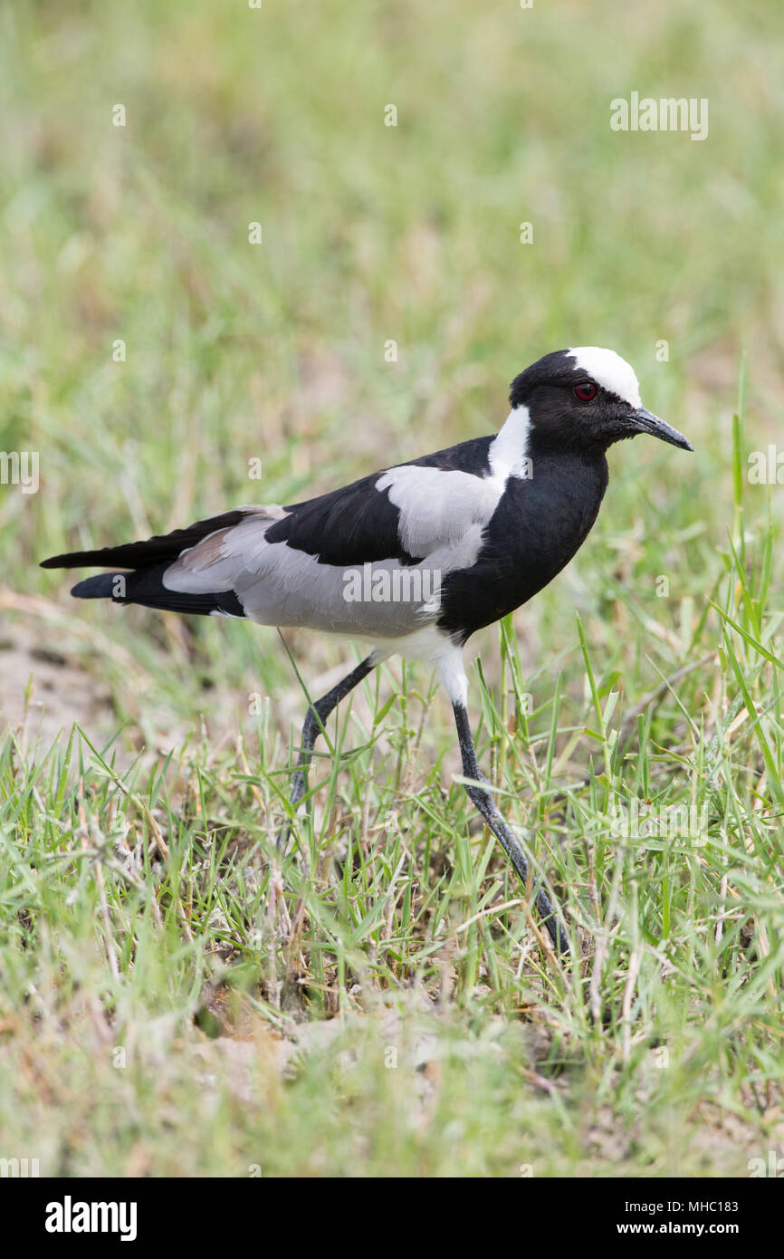 Schmied Kiebitz oder Plover (Vanellus armatus). Okavango, Botswana. Ost- und Zentralafrika. Stockfoto