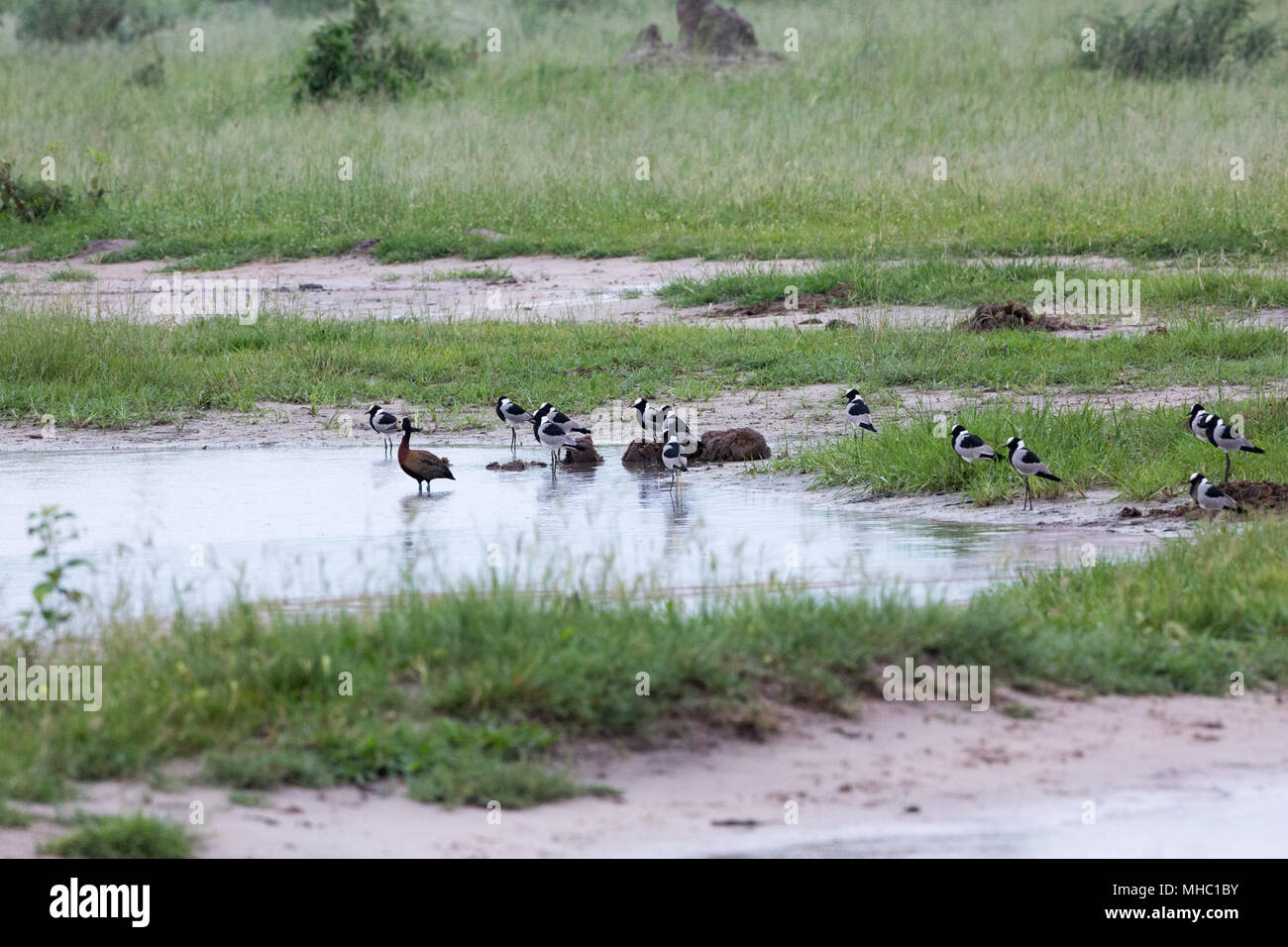 Schmied Plover oder Kiebitz (Vanellus armatus und Weiß - Pfeifen konfrontiert Ente (Dendrocygna viduata), Zuordnen neben Elefanten (Loxodonto afrikanischen Stockfoto