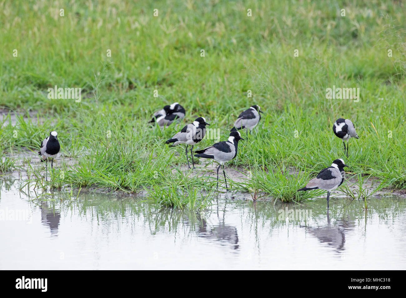 Schmied Kiebitz oder Plover (Vanellus armatus). OkavangoDelta, Botswana. Ost- und Zentralafrika. Stockfoto