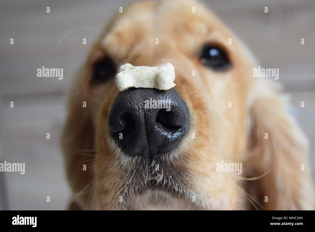 Hund macht Trick mit Süßigkeiten Stockfoto