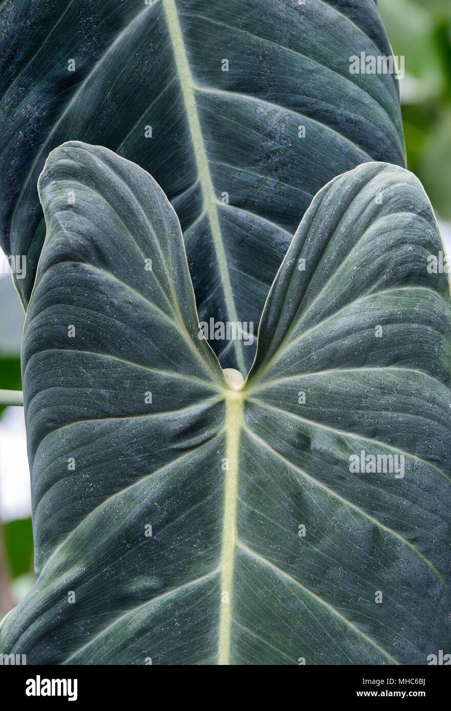 Philodendron melanochrysum. Schwarzes Gold Philodendron Lamellen innerhalb der glasshouse in RHS Wisley Gardens, Surrey, Großbritannien Stockfoto