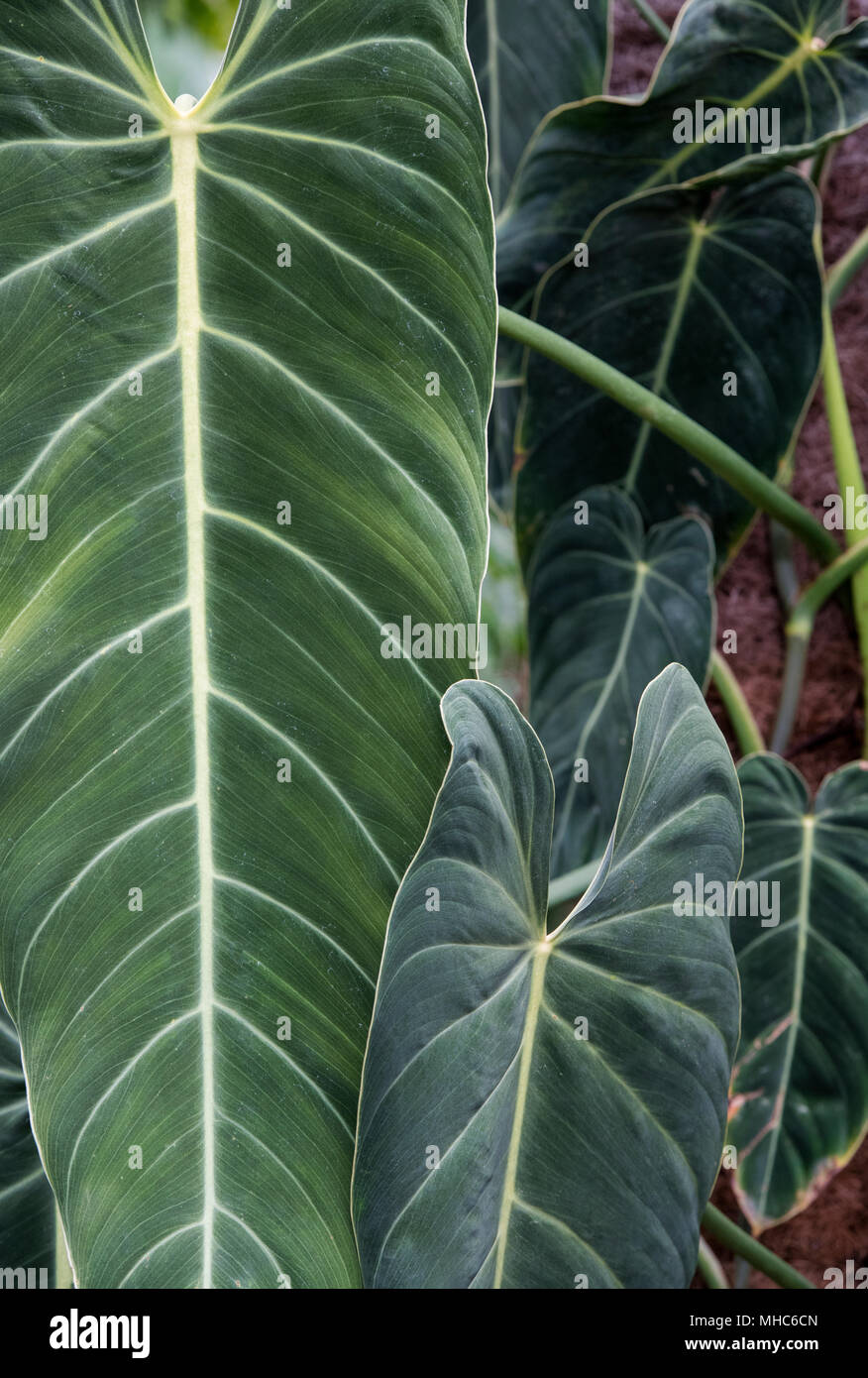 Philodendron melanochrysum. Schwarzes Gold Philodendron Lamellen innerhalb  der glasshouse in RHS Wisley Gardens, Surrey, Grobritannien  Stockfotografie - Alamy