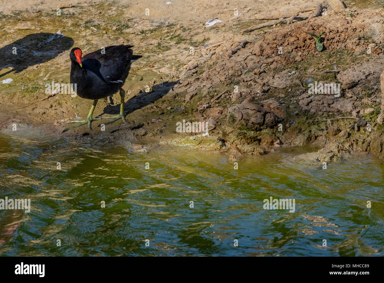 Common Gallinule bei Smith Eichen Rookery in High Island, TX. Stockfoto