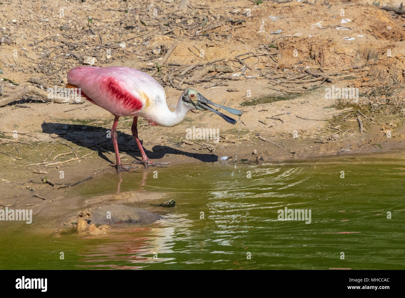Rosalöffler bei Smith Eichen Rookery bei hohen Island, TX. Stockfoto