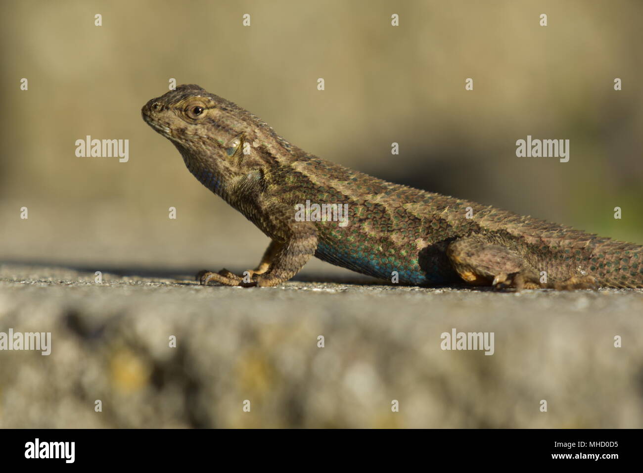 Ein blauer Bauch Eidechse heraus hängen auf heißen Steinen in El Cerrito, CA. Stockfoto